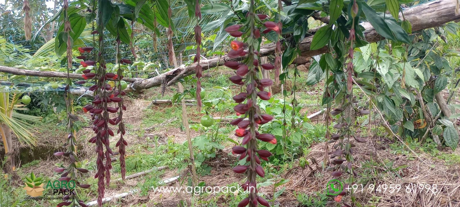 our plant nursery album