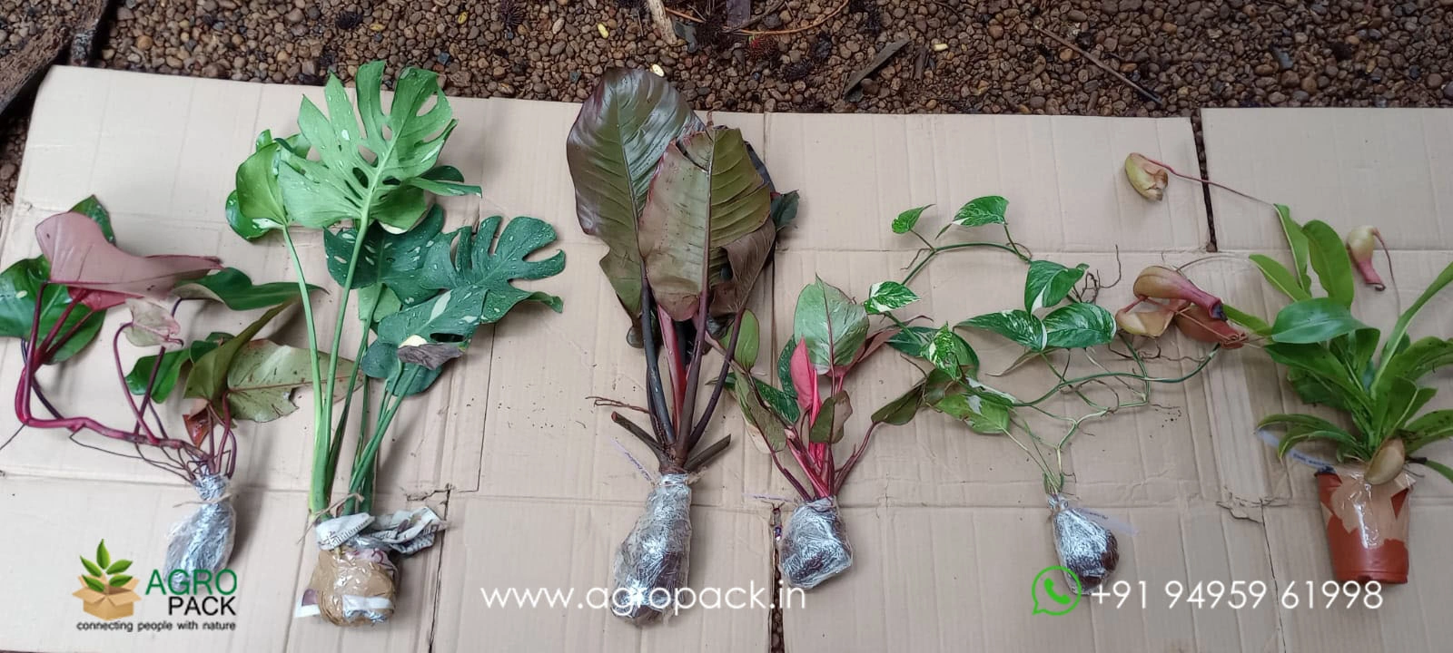 our plant nursery album